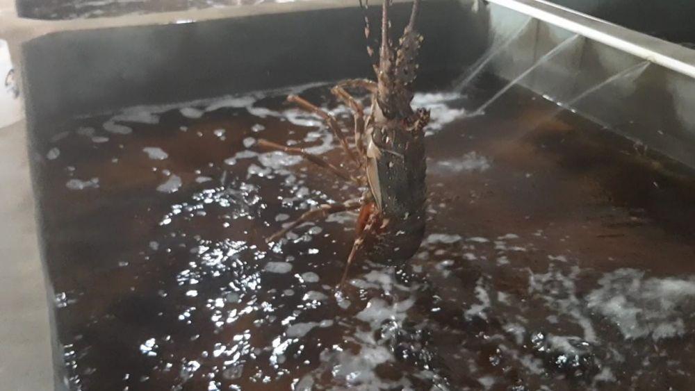 Penjualan Lobster di Pantai Selatan Gunungkidul Mulai Bergeliat