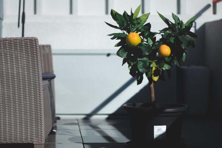 7 Tips Menanam Lemon di Pot, Cocok Jadi Campuran Jamu Penjaga Imun