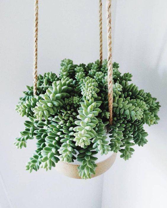 Pinterest/Succulentcity