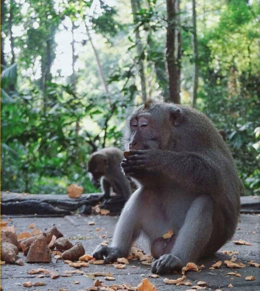Monyet ekor panjang milik punti Kayu (IDN Times/Pengelola Punti Kayu)