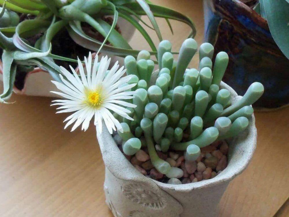 plantingman.com