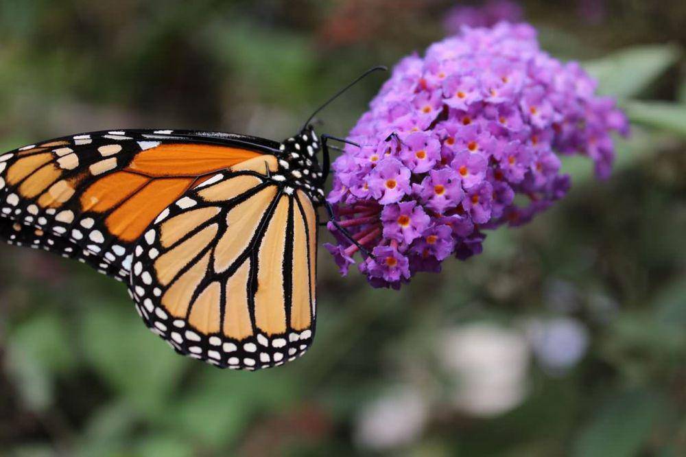 swallowtailgardenseeds.com