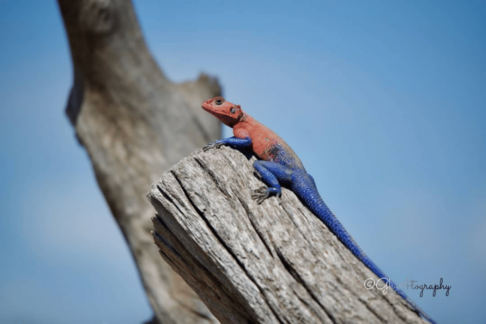 Instagram.com/gitaukabue