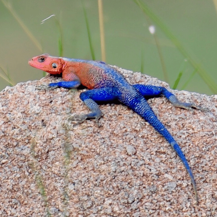 Instagram.com/hotmonkeys