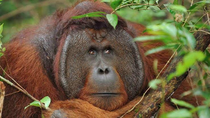 borneotourgigant.com