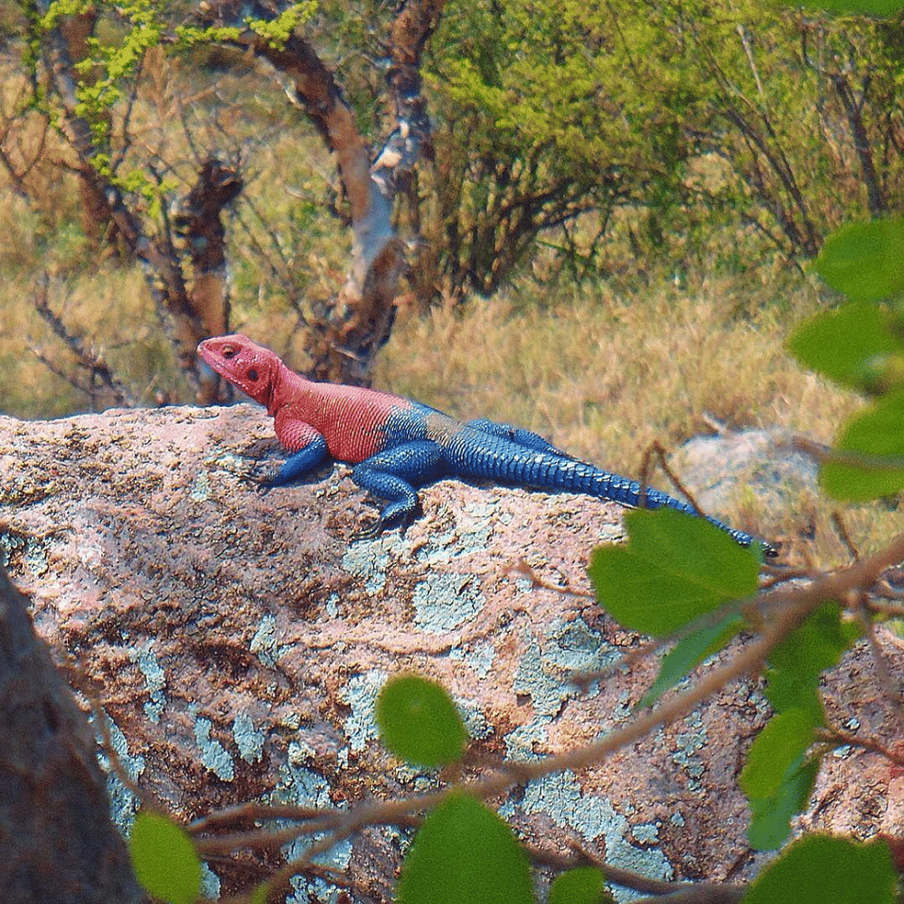 Instagram.com/merops_photography