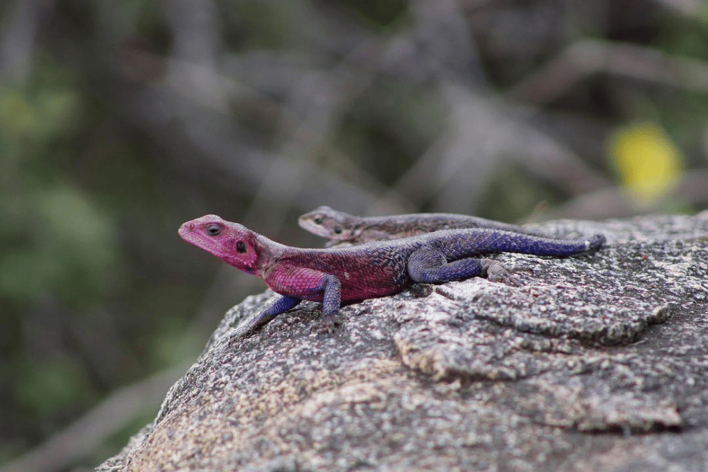 Instagram.com/mikeritch