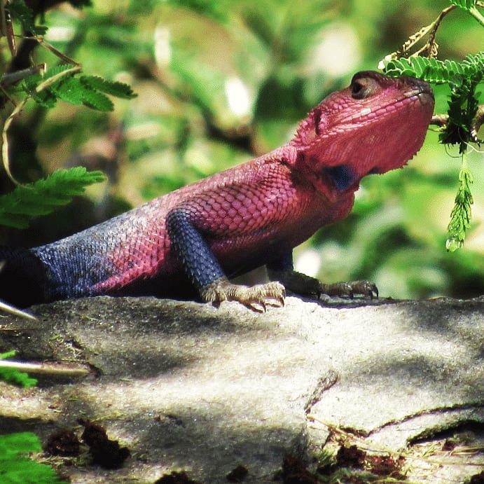 Instagram.com/migueltt_conservation