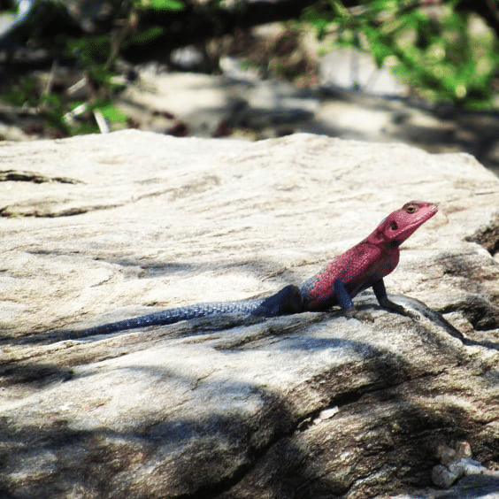 Instagram.com/miqueltt_conservation