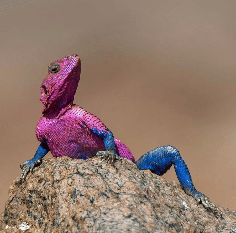 Instagram.com/nuts_about_nature