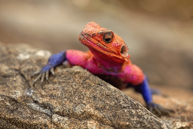 10 Fakta Mwanza Flat-headed Rock Agama, Kadal Spiderman Dari Afrika