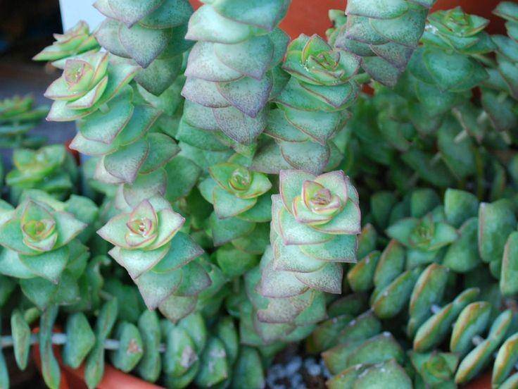 pinterest/World of Succulents