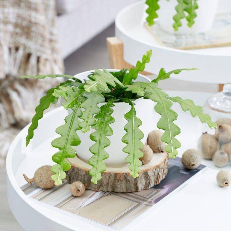 pinterest/waitrosegarden.com