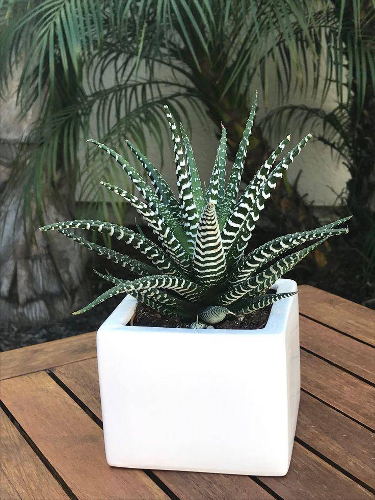 pinterest/Succulent Market
