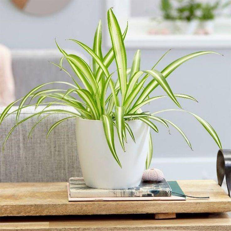 pinterest/American Plant Exchange
