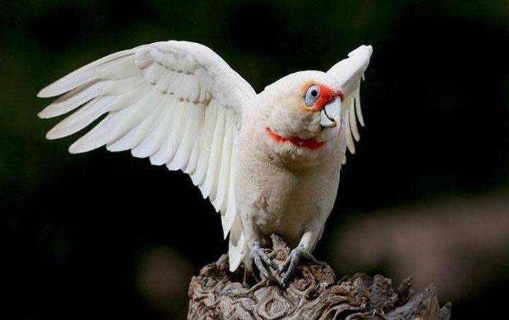 cuddlycockatoos.weebly.com