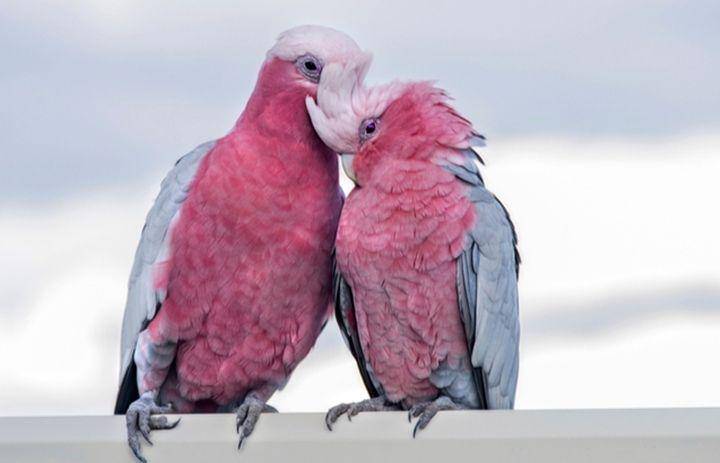 petguide.com