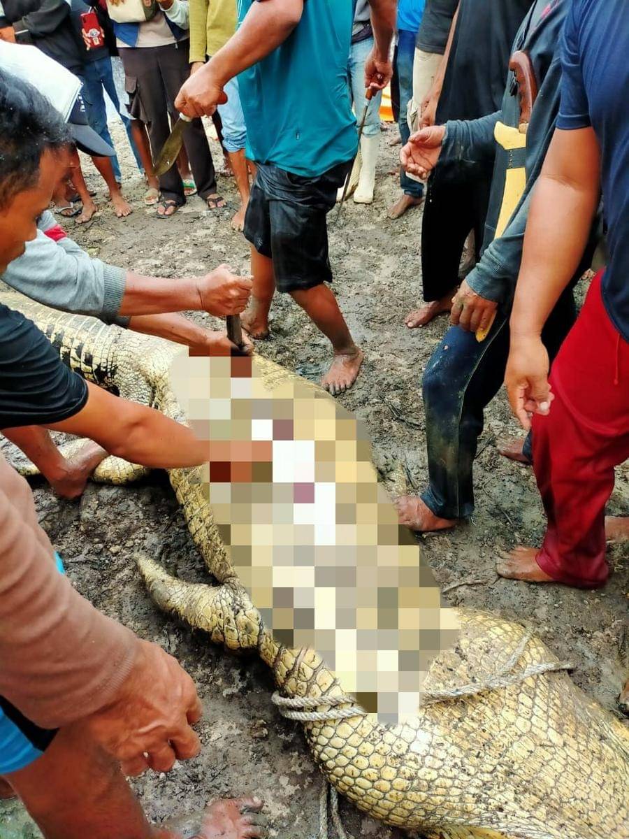 Buaya enam meter yang menerkam korbannya di Tarakan (Dok.Basarnas Tarakan/Istimewa)