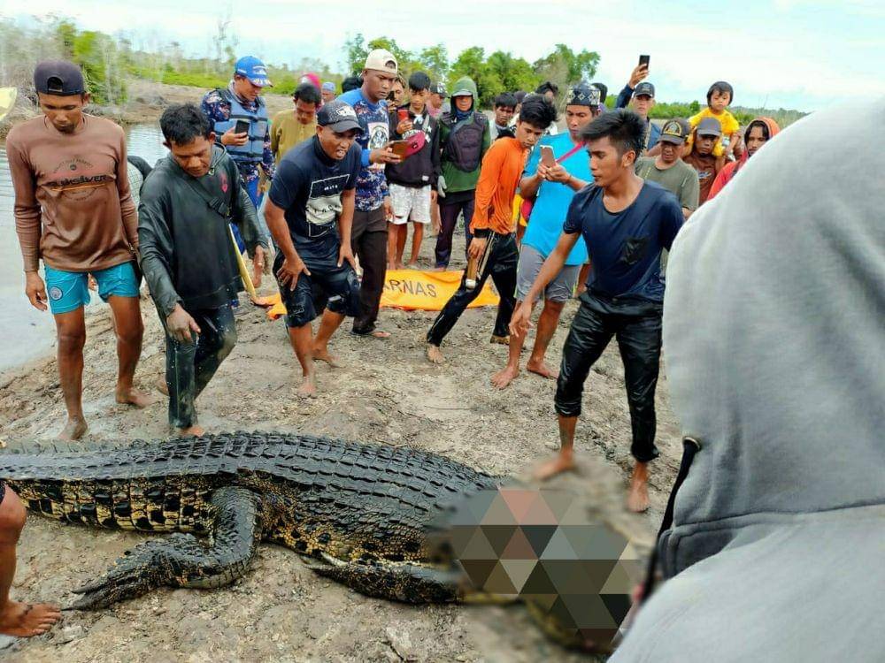 Buaya enam meter yang menerkam korbannya di Tarakan (Dok.Basarnas Tarakan/Istimewa)
