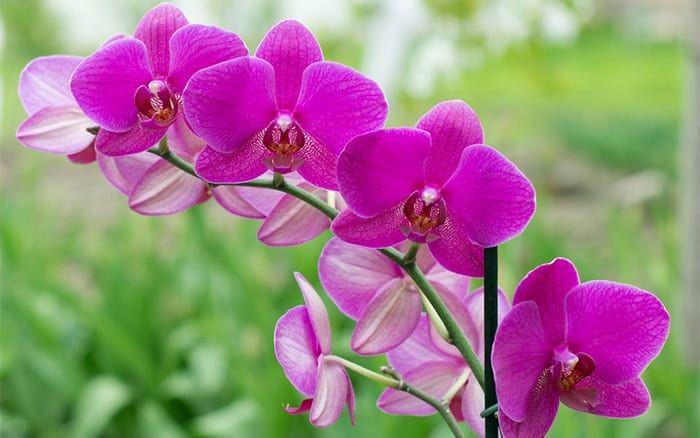 10 Jenis Anggrek yang Paling Cantik dan Berwarna-warni, Tanam yuk!
