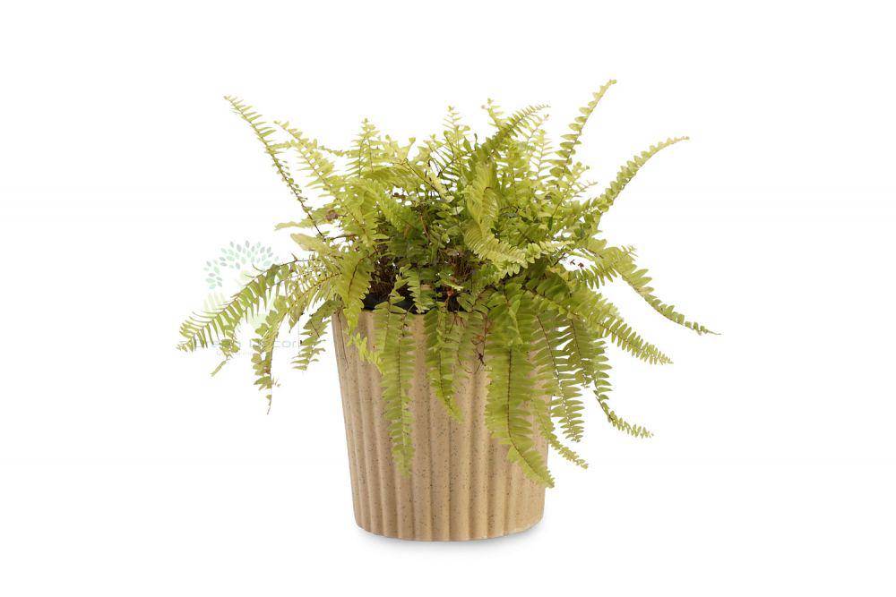 greendecor.in