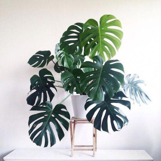 Mengenal Tanaman Monstera Berdaun Unik, Ada yang Dijual Rp2 Juta