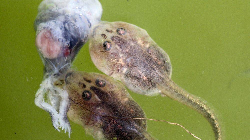 sciencemag.org