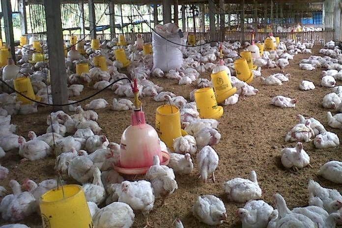 Peternak Ayam Keluhkan Pancaroba, Picu Hewan Ternak Stres dan Tetelo