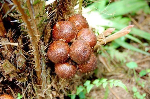 bakpiamutiarajogja.com
