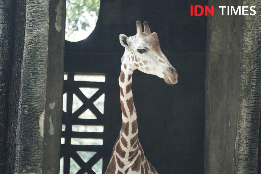 6 Kebun Binatang di Jawa Tengah yang Wajib Dikunjungi saat Liburan