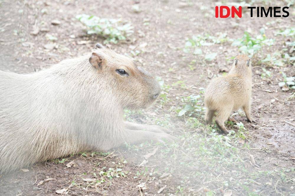 Ilustrasi Kapibara di Kebun Binatang Ragunan (IDN Times/Reynaldy Wiranata)