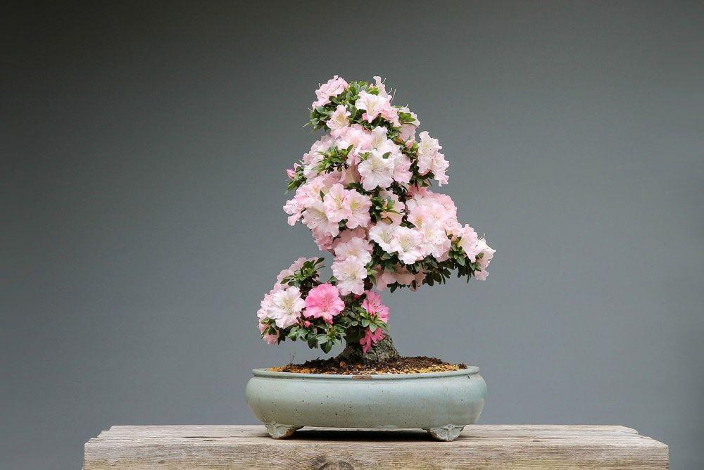 5 Jenis Bonsai Tanaman Liar yang Bisa Dijadikan Hiasan Rumah, Cantik!