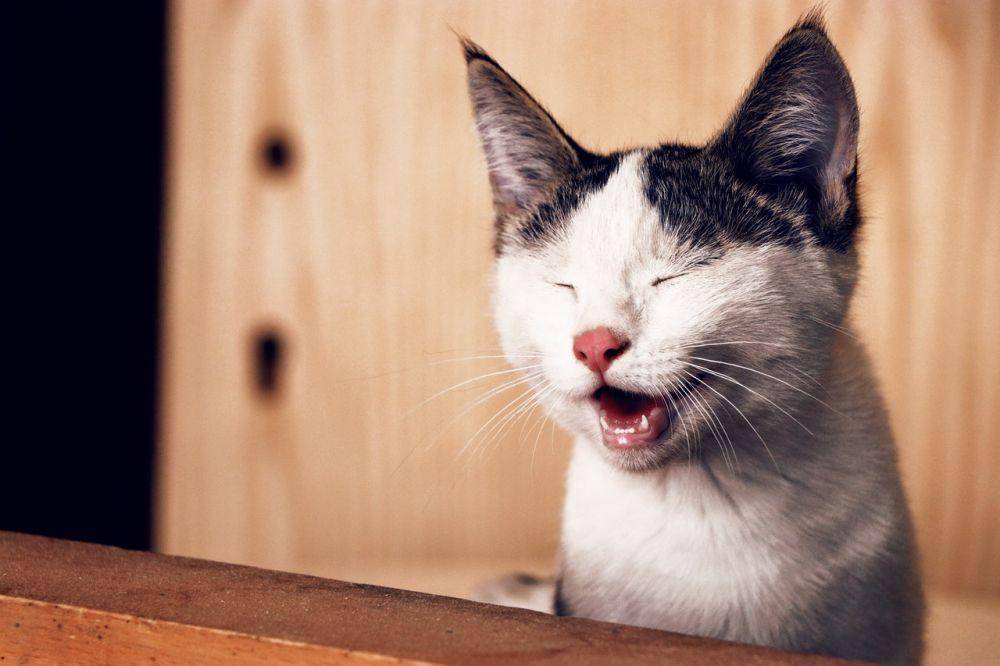 ilustrasi kucing (Pexels/Amir Goorchiani)