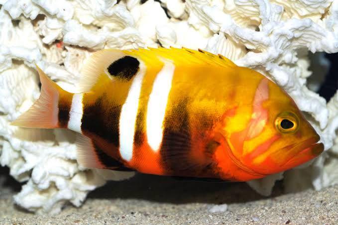 Gak Cuma Arwana, Ini 5 Ikan Termahal di Dunia