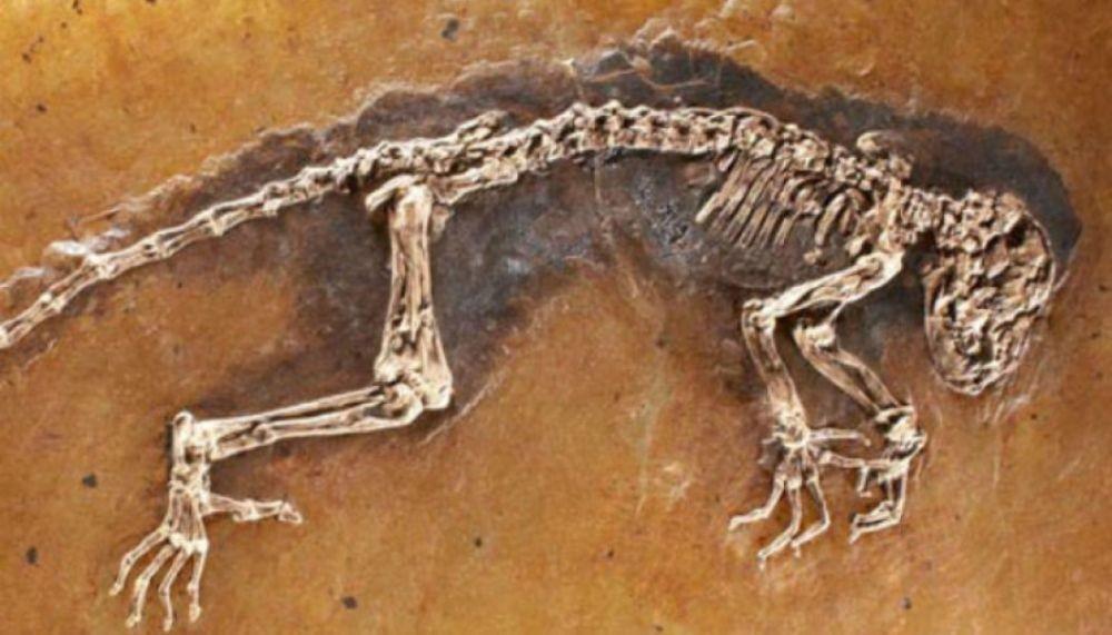 7 Fosil Paling Terkenal yang Ditemukan, Ada Manusia hingga Dinosaurus!