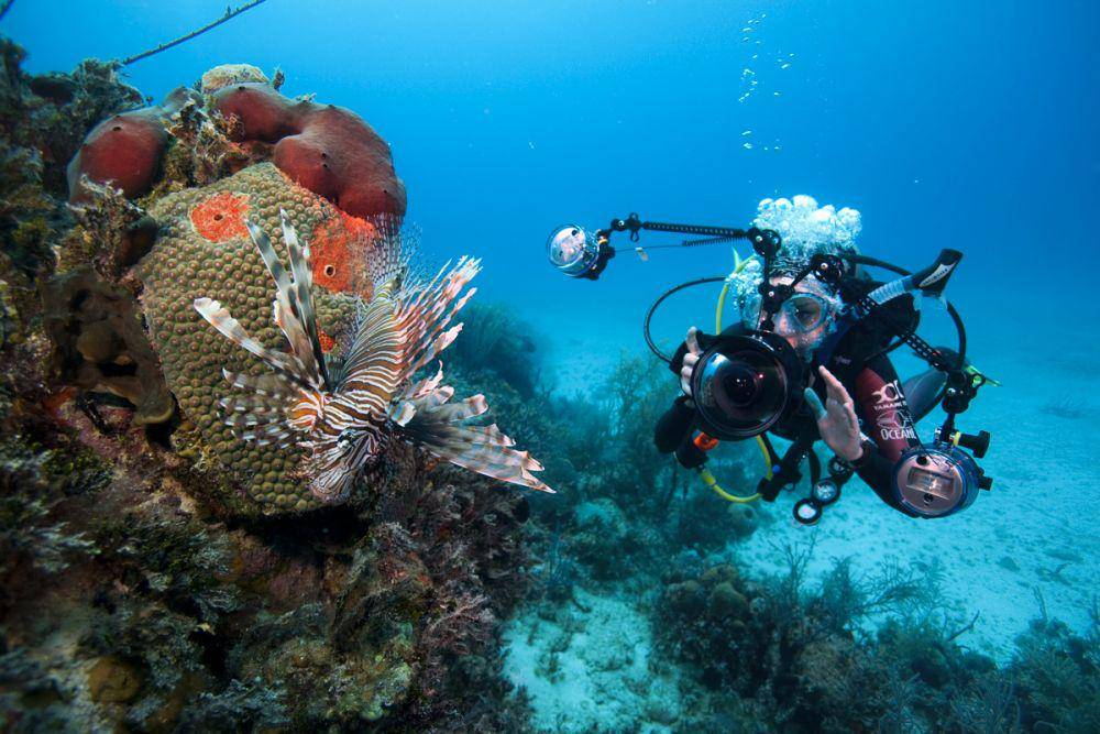 phoenixdivers-kohlanta.com