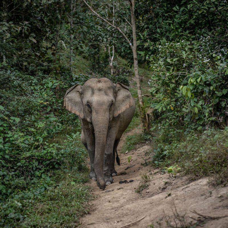 elephantconservationcenter.com