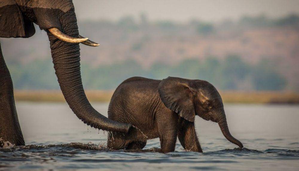 chobenationalpark.co.za