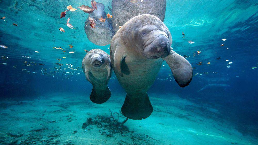 scubadiving-phuket.com