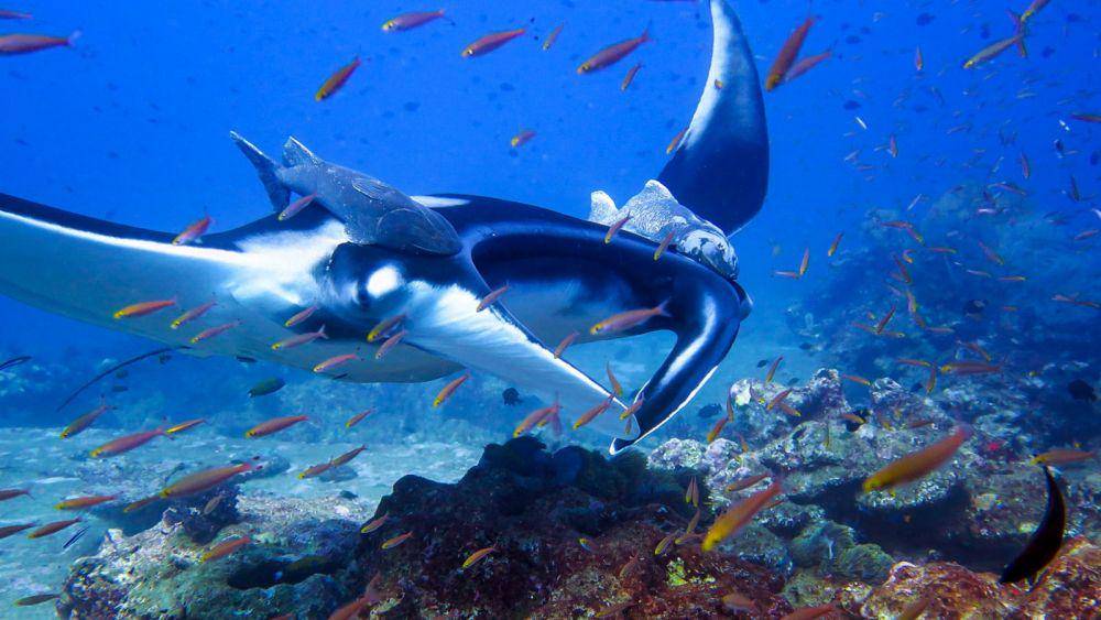 scubadiving-phuket.com