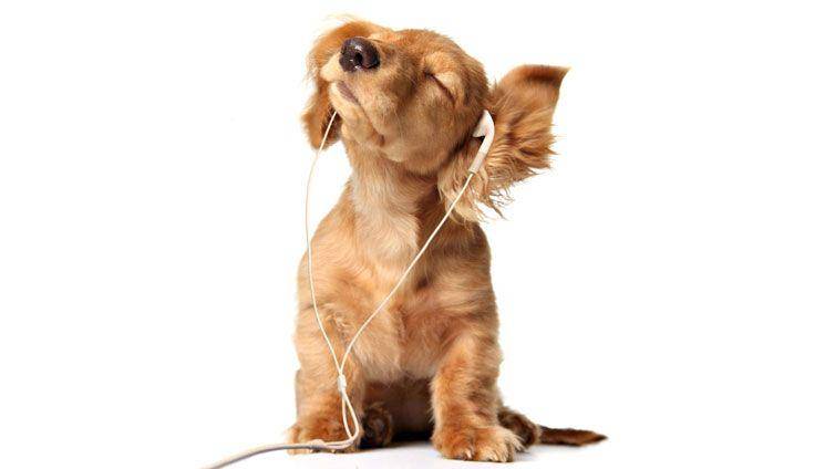barkingroyalty.com