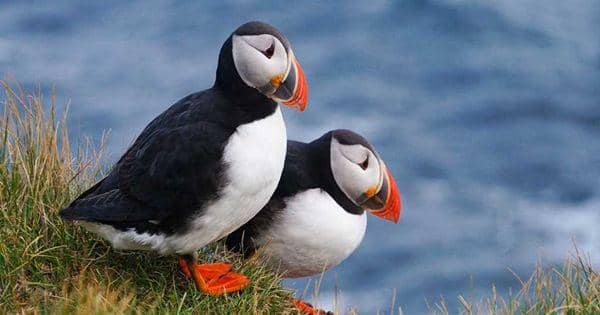 5 Fakta Unik dari Puffin, Spesies Burung yang Hidup Berkoloni