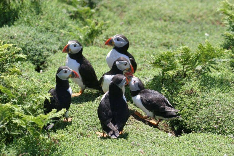 welshwildlife.org