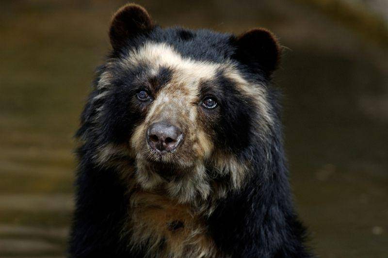bearbiology.org