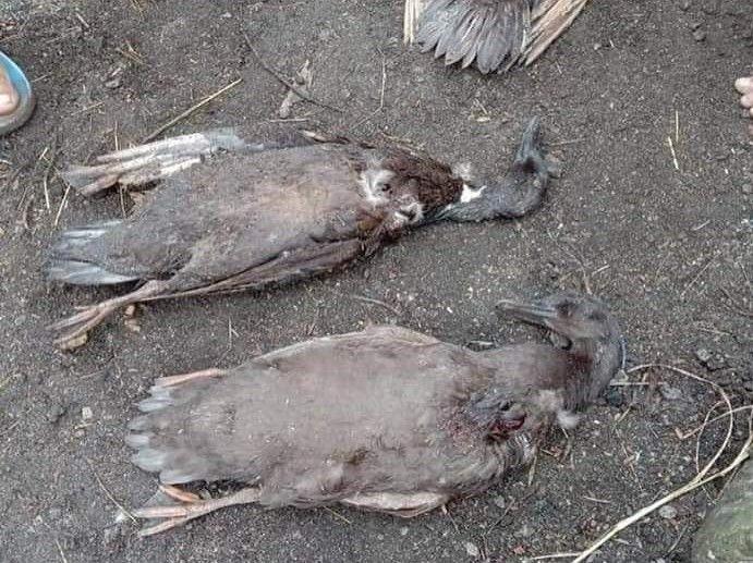 Makhluk Penghisap Darah Hewan Ternak di Sumut Mulai Terungkap