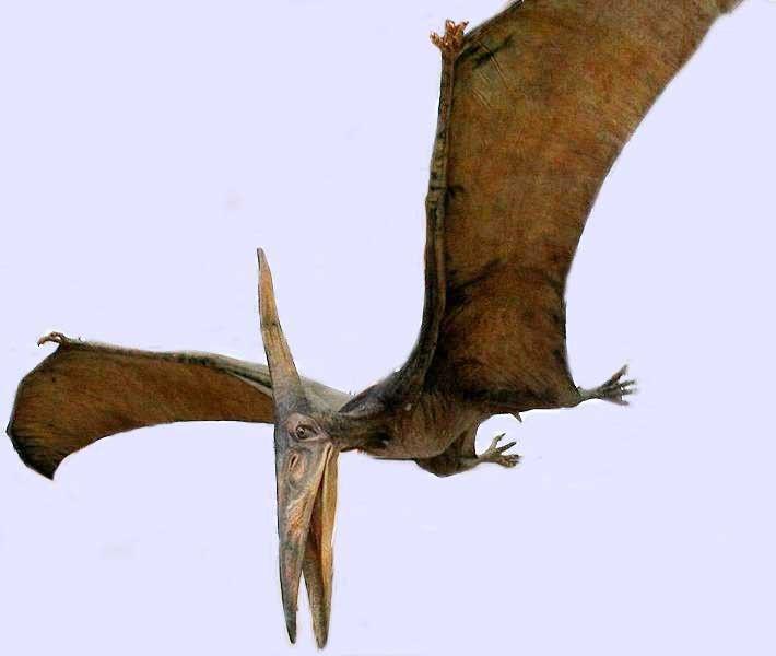5 Hewan Purba yang Sering Dikira Dinosaurus, padahal Bukan!