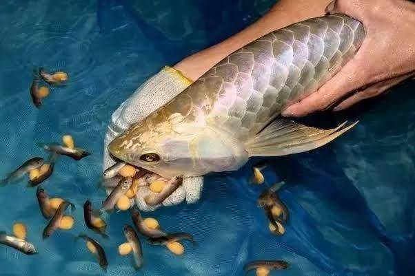 ayushfishery.com