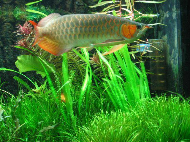 aquascope.net