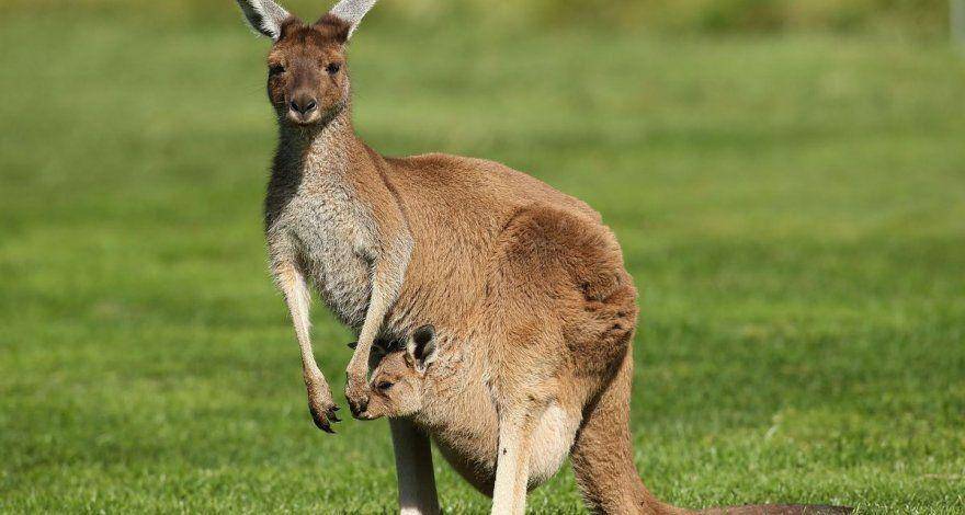 Selain Kanguru dan Koala, 5 Hewan Ini Juga Endemik Negara Australia