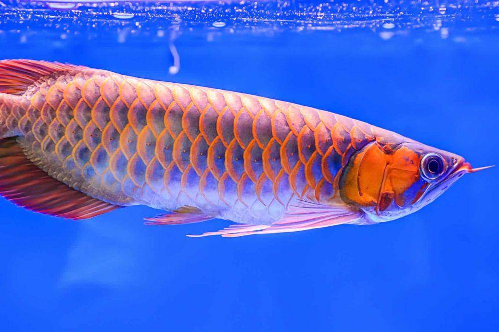 fishkeepingworld.com